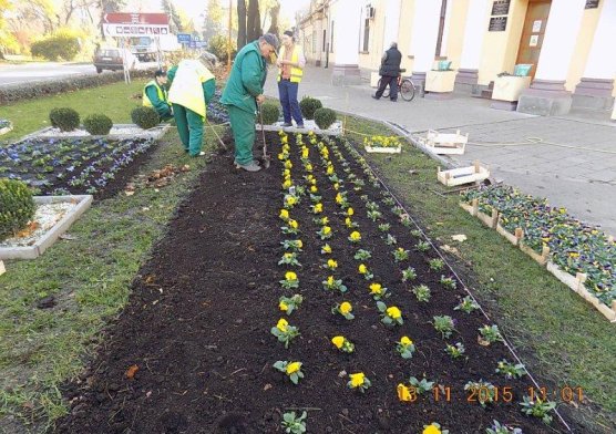 jesenja_sadnja_cvea_6_20151116_1215488736