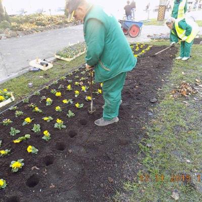 Jesenja Sadnja Cvea 7 20151116 2094390083